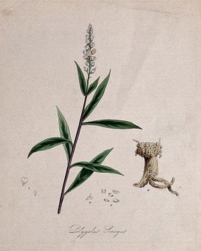 Senega root plant (Polygala senega): flowering stem, rootstock and floral segments. Coloured lithograph after M. A. Burnett, c. 1847.