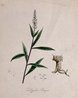 view Senega root plant (Polygala senega): flowering stem, rootstock and floral segments. Coloured lithograph after M. A. Burnett, c. 1847.