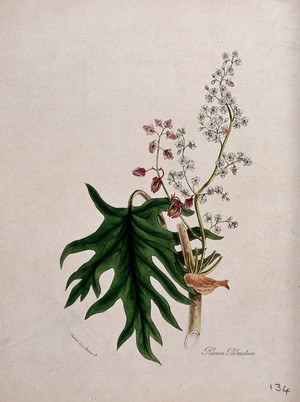 view Chinese or Turkish rhubarb (Rheum palmatum): flowering and fruiting stem with leaf. Coloured zincograph after M. A. Burnett, c. 1842.