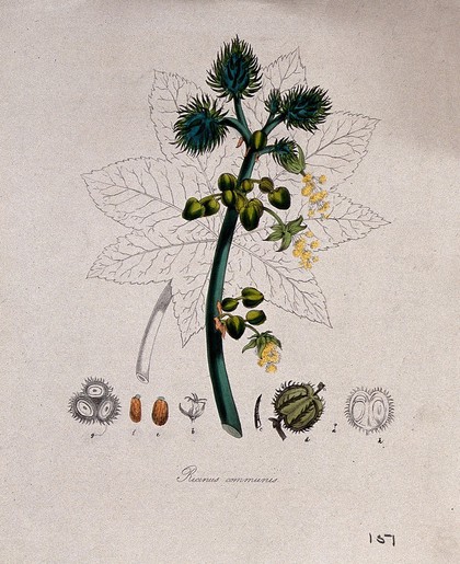 Castor oil plant (Ricinus communis): flowering and fruiting stem, leaf and fruit sections. Coloured lithograph after M. A. Burnett, c. 1847.