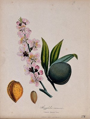 view Almond plant (Prunus dulcis): flowers, fruit and seed. Coloured zincograph, c. 1853, after M. Burnett.