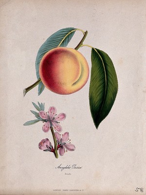 view Peach plant (Prunus persica): flowers and fruit. Coloured zincograph, c. 1853, after M. Burnett.