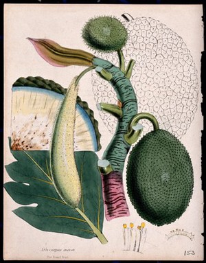 view Breadfruit (Artocarpus altilis): fruiting stem, leaf, fruit and flowers. Coloured zincograph, c. 1853, after M. Burnett.