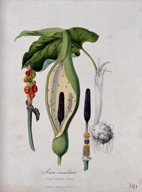 Cuckoo-pint (Arum maculatum): spathe and spadix with hairs and flowers, fruiting stem, leaf and tuber. Coloured zincograph, c. 1853, after M. Burnett.