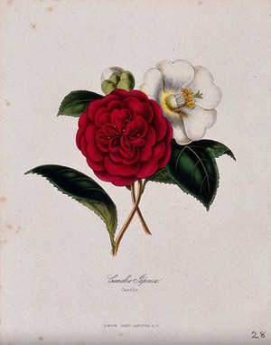 view A camellia (Camellia japonica): a double red and single white flower. Coloured zincograph, c. 1853, after M. Burnett.