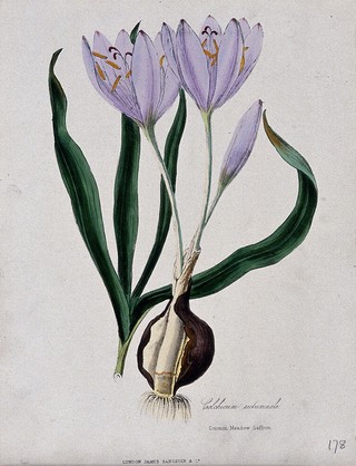 Autumn crocus or meadow saffron (Colchicum autumnale): flowers, leaves and sectioned corm. Coloured zincograph, c. 1853, after M. Burnett.