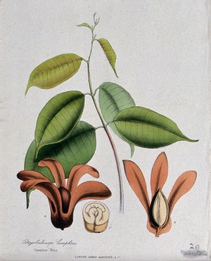 view Borneo camphor tree (Dryobalanops aromatica): flowers, leafy stem and sectioned seed. Coloured zincograph, c. 1853, after M. Burnett.