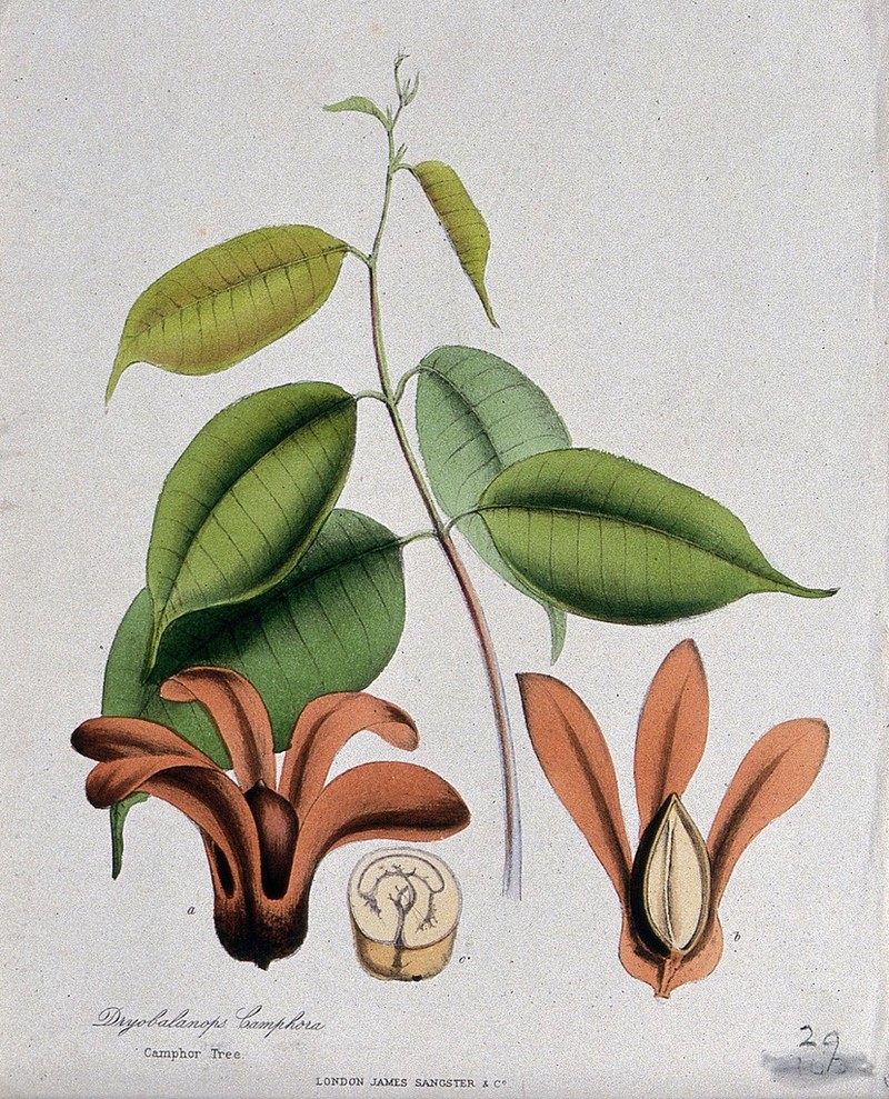 Borneo camphor tree (Dryobalanops aromatica): flowers, leafy stem and  sectioned seed. Coloured zincograph, c. 1853, after M. Burnett.