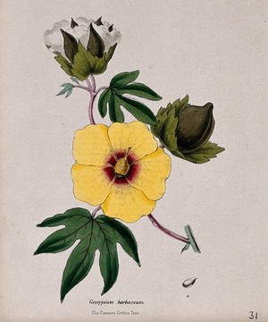 view Cotton tree (Gossypium herbaceum): flower, fruits and seed. Coloured zincograph, c. 1853, after M. Burnett.