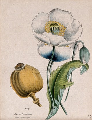 Opium poppy | Wellcome Collection