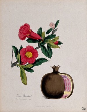 view Pomegranate (Punica granatum): flowering stem, fruit and seeds. Coloured zincograph, c. 1853, after M. Burnett.