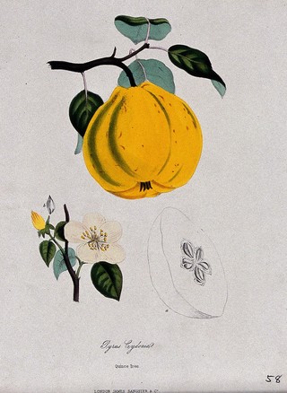 Quince (Cydonia oblonga): fruit, flowers and sectioned fruit. Coloured zincograph, c. 1853, after M. Burnett.