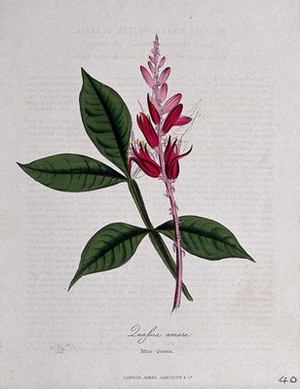 view Surinam quassia wood (Quassia amara): flowering stem and leaf. Coloured zincograph, c. 1853, after M. Burnett.