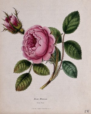 view Moss rose (Rosa centifolia 'Muscosa'): flowering stem. Coloured zincograph, c. 1853, after M. Burnett.