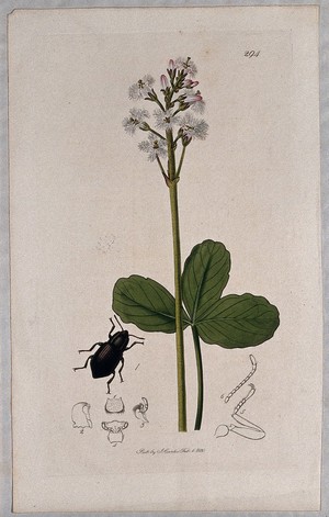 view Bogbean or buckbean plant (Menyanthes trifoliata) with an associated insect and its abdominal segments. Coloured etching, c. 1830.