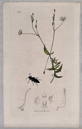 Chickweed or stitchwort plant (Stellaria graminea) with an associated insect and its abdominal segments. Coloured etching, c. 1830.