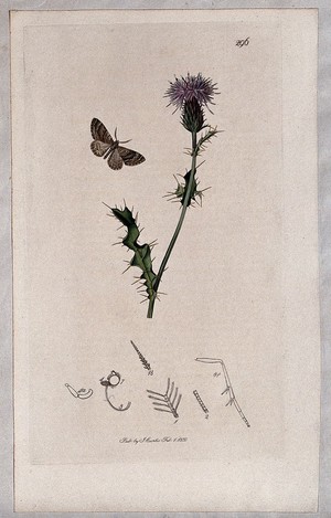 view A thistle (Carduus arvensis) with an associated moth and its abdominal segments. Coloured etching, c. 1830.