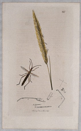 A grass (Arundo arenaria) with an associated insect and its abdominal segments. Coloured etching, c. 1830.