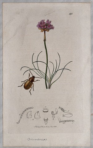 view Thrift flower (Armeria species) with an associated insect and its abdominal segments. Coloured etching, c. 1830.