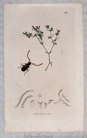 Knawel plant (Scleranthus annuus) with an associated insect and its abdominal segments. Coloured etching, c. 1830.