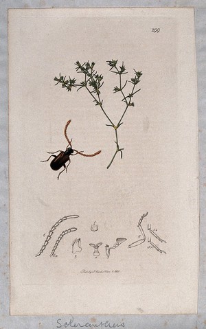 view Knawel plant (Scleranthus annuus) with an associated insect and its abdominal segments. Coloured etching, c. 1830.