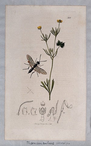 view A buttercup (Ranunculus arvensis) with an associated insect and its abdominal segments. Coloured etching, c. 1830.