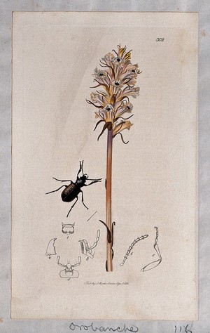 view A broomrape plant (Orobanche minor) with an associated beetle and its abdominal segments. Coloured etching, c. 1830.