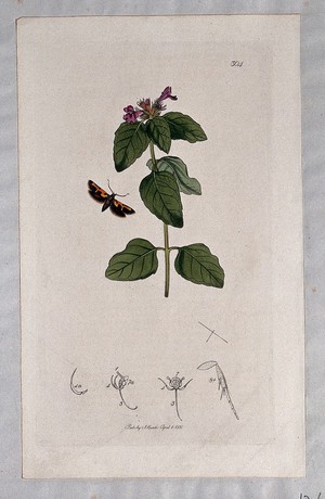 view Calamint plant (Calamintha species) with an associated butterfly and its abdominal segments. Coloured etching, c. 1830.