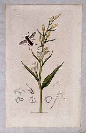 view A helleborine plant (Epipactis grandiflora) with an associated insect and its abdominal segments. Coloured etching, c. 1830.