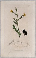 view A groundsel plant (Senecio viscosus) with an associated beetle and its abdominal segments. Coloured etching, c. 1830.