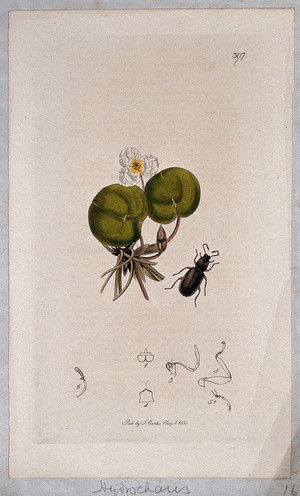 view Frog-bit plant (Hydrocharis morsus-ranae) with an associated water-beetle and its abdominal segments. Coloured etching, c. 1830.