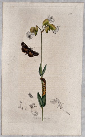 view A campion plant (Silene cucubalus) with an associated moth, its caterpillar and its abdominal segments. Coloured etching, c. 1830.