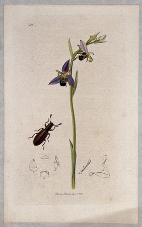 Bee orchid (Ophrys apifera) with an associated beetle and its anatomical segments. Coloured etching, c. 1830.