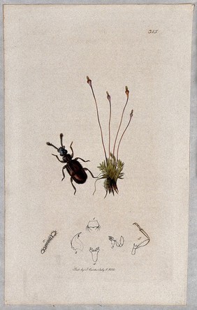 A moss with an associated beetle and its anatomical segments. Coloured etching, c. 1830.