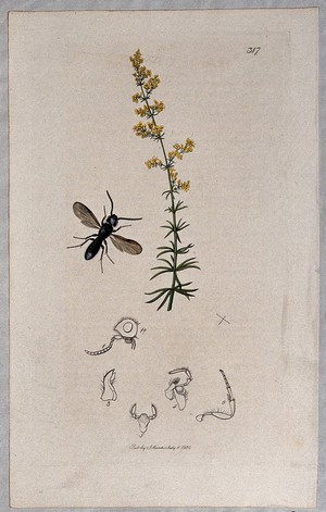 view Lady's bedstraw plant (Galium verum) with an associated insect and its anatomical segments. Coloured etching, c. 1830.