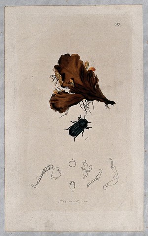 view A liverwort (Hepaticae species) with an associated beetle and its anatomical segments. Coloured etching, c. 1830.