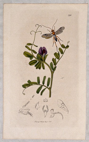 Vetch plant (Vicia sativa) with an associated insect and its anatomical segments. Coloured etching, c. 1830.