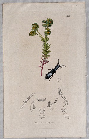 view A spurge plant (Euphorbia portlandica) with an associated insect and its anatomical segments. Coloured etching, c. 1830.