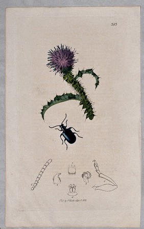 A thistle (Carduus acanthoides) with an associated beetle and its anatomical segments. Coloured etching, c. 1830.