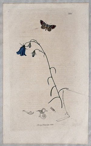 view A harebell (Campanula rotundifolia) with an associated moth and its anatomical segments. Coloured etching, c. 1830.