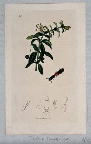view Levant or wild madder plant (Rubia peregrina) with an associated insect and its anatomical segments. Coloured etching, c. 1830.