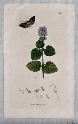A mint plant (Mentha species) with an associated moth or butterfly and its anatomical segments. Coloured etching, c. 1830.