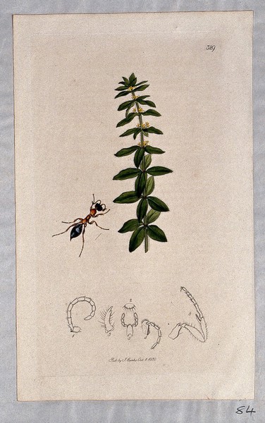 Bedstraw or crosswort plant (Galium cruciatum) with an associated insect and its anatomical segments. Coloured etching, c. 1830.