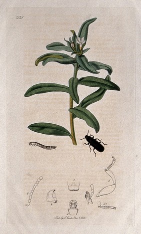 Bastard alkanet plant (Lithospermum arvense) with an associated beetle, its larva and its anatomical segments. Coloured etching, c. 1830.