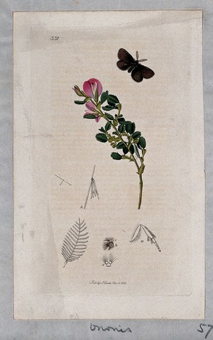 view Rest-harrow plant (Ononis arvensis) with an associated moth and its anatomical segments. Coloured etching, c. 1830.