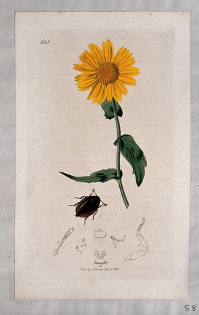 A corn marigold (Chrysanthemum segetum) with an associated beetle and its anatomical segments. Coloured etching, c. 1830.