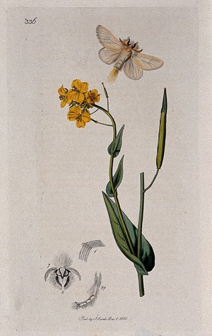 view A bird rape plant (Brassica campestris) with an associated moth and its anatomical segments. Coloured etching, c. 1830.