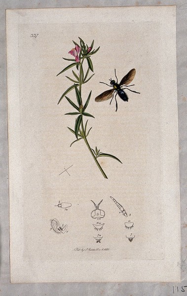 A snapdragon plant (Antirrhinum orontium) with an associated insect and its anatomical segments. Coloured etching, c. 1830.