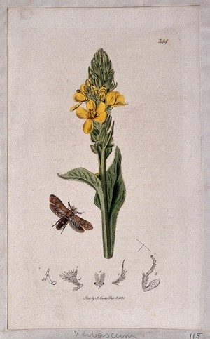 view Common mullein (Verbascum thapsus) with an associated moth and its anatomical segments. Coloured etching, c. 1831.