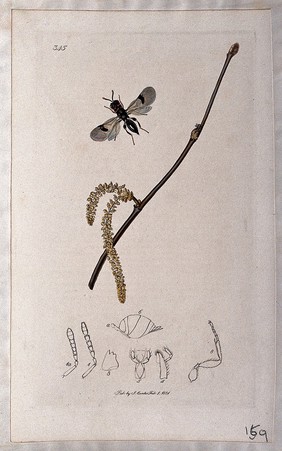 Hazel twig (Corylus avellana) with an associated insect and its anatomical segments. Coloured etching, c. 1831.